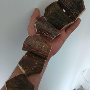 Peut inclure: Six morceaux d'andouiller brun, avec une texture rugueuse et naturelle, sont disposés en ligne sur le bras d'une personne. Les morceaux d'andouiller sont de différentes tailles et formes.