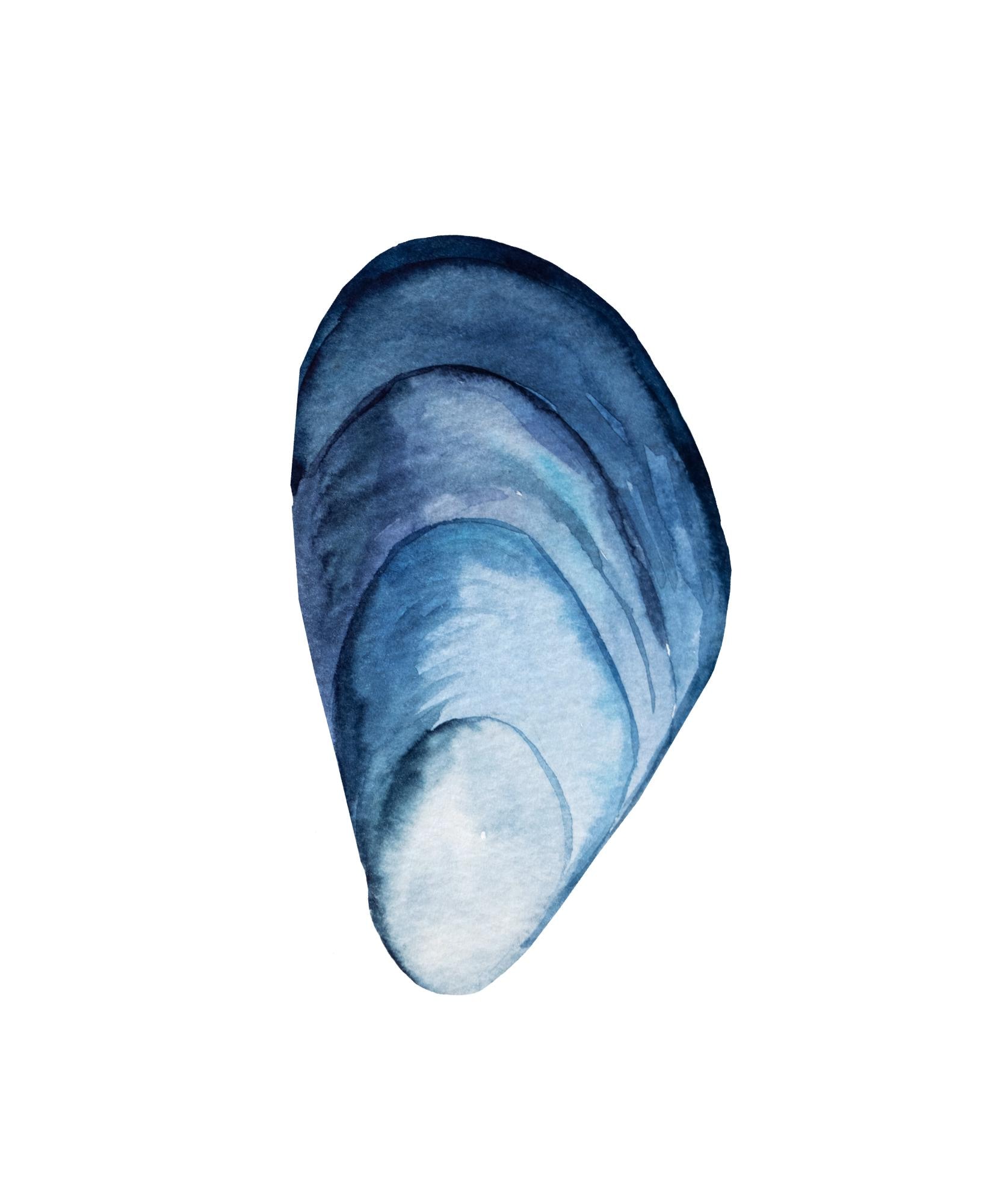 Msucle Shell Beach House Coastal Muscle Shell Digital File Print - Etsy