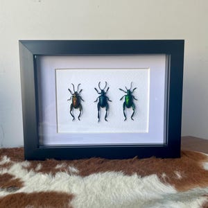 Framed Sagra Longicollis Beetle specimens