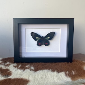 Framed Parides erlaces Butterfly Specimen
