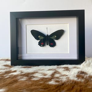 Framed Parides erlaces Butterfly Specimen