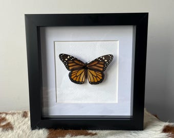 オオカバマダラの額入り標本（Danaus plexippus）倫理的に調達