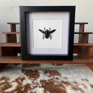 Framed Black Carpenter Bee Specimen
