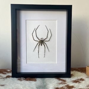 Ejemplar de araña verde enmarcado