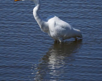 Great Egret