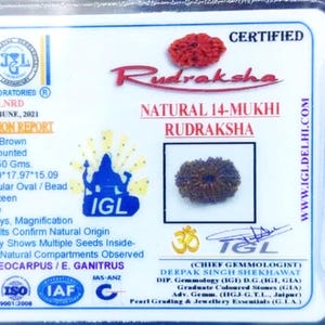 14 Mukhi Rudraksha Bead IGL Certified Rudraksha Nepal Origin Fourteen Face Rudraksha Bead