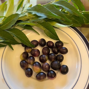 May include: A white plate with a blue rim holds a collection of small, dark purple berries. Fresh green leaves are arranged above the berries. The leaves are long and slender, with a vibrant green color. The berries have a smooth texture.
