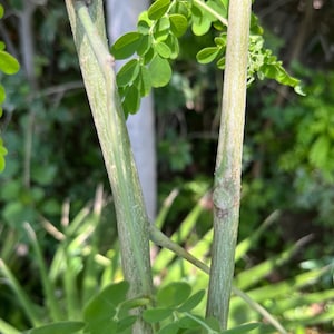 5 Cuttings of Moringa Olifera (10”- 12”) organically grown in my home garden