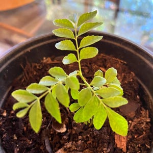 Curry Leaf Plant Murraya Koenegi in Gallon pot plus 10 strands of curry leaves free