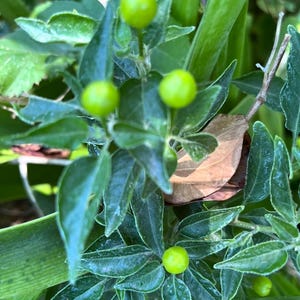 May include: Close-up of a plant with vibrant green leaves and small, round, unripe green berries. The plant's foliage is lush and detailed, with visible veins and textures. The image captures the natural beauty of the plant.