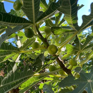 May include: Close-up of a fig tree branch with several green figs and large, textured green leaves. The leaves have prominent veins and are catching the sunlight. The background shows glimpses of blue sky.