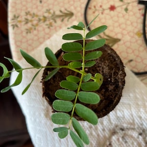 Tamarind plant organically grown (3 1/2 inch pot) Very healthy and fresh
