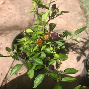 Può includere: Una pianta di peperoncino ornamentale in vaso con foglie verdi e piccoli peperoni colorati. I peperoni variano dal rosso e dall'arancione al viola e al nero. La pianta è in un vaso di plastica nero, su una superficie chiara e strutturata.