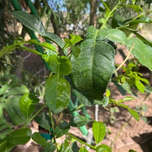 Verse kefir-limoenblaadjes (12), biologisch geteeld