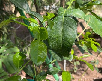 Hojas frescas de lima kaffir (12), cultivadas orgánicamente.