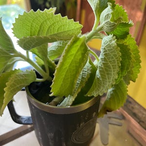 Ajwain Plant - Etsy