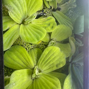 Könnte beinhalten: Nahaufnahme von schwimmenden Wasserpflanzen mit großen, hellgrünen, abgerundeten Blättern. Die Blätter haben eine strukturierte Oberfläche und sind mit winzigen Wassertröpfchen bedeckt. Der Hintergrund zeigt kleinere, dunkelgrüne Pflanzen.