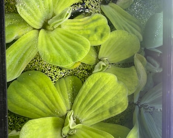 Laitue d'eau, Pistia stratioes, plante vivante d'aquarium/aquatique/flottant/d'étang
