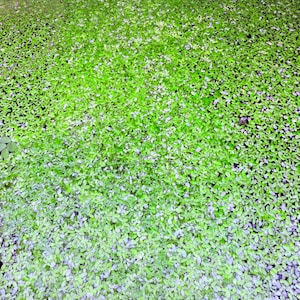 May include: A close-up shot of a body of water covered in small, bright green aquatic plants. The plants are densely packed, creating a textured surface. The water's edge is visible at the top, with a dark border.