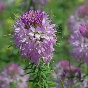 Semilla de abeja de las Montañas Rocosas