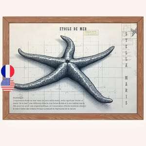 Etymology poster starfish in French, Starfish meaning poster, Stella maris wall art, Archival scientific poster