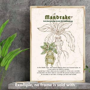Plakat zur Pflanzenkräuterkunde Mandrake, magisches Kraut der Mandrake, Mandrake-Wurzel, legendäre Kreatur