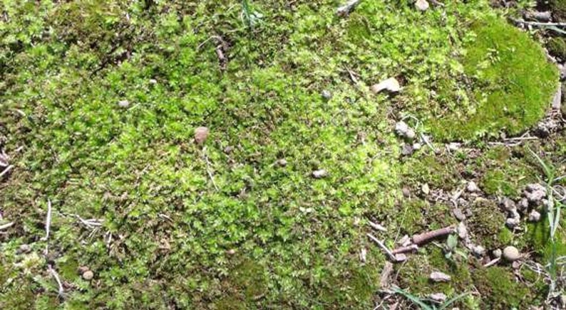 MOSS live plants For terrariums or crafts. Sale!! Sold As Is 12 x 8