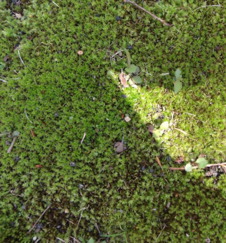 MOSS live plants For terrariums or crafts. Sale!! Sold As Is 12 x 8