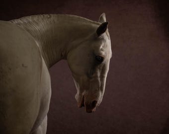 White horse wall art - horse photo wall decor, equine fine art