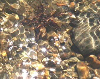 Starfish, Water Ripples