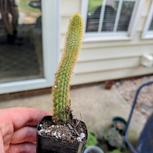 2 inch Golden Rattail Cactus Plant,  Cleistocactus winteri  2&quot; Live Cactus,  Cactus Plant in 2 Inch Pot, Live Succulent Plant, Indoor Plant