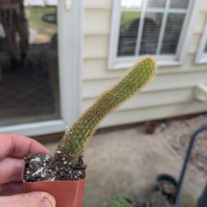 2 inch Golden Rattail Cactus Plant,  Cleistocactus winteri  2&quot; Live Cactus,  Cactus Plant in 2 Inch Pot, Live Succulent Plant, Indoor Plant