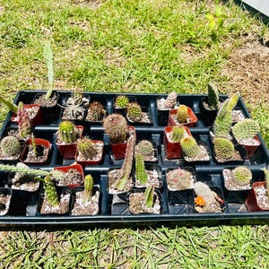 Mystery Pack of Cactus Plants, 2 Inch Assorted Cactus Bundle, Cactus Assortment, Live Cactus Variety Pack, Cacti for Weddings or Events