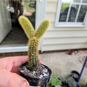 2 inch Golden Rattail Cactus Plant,  Cleistocactus winteri  2&quot; Live Cactus,  Cactus Plant in 2 Inch Pot, Live Succulent Plant, Indoor Plant