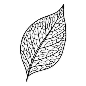 Può includere: Illustrazione in bianco e nero di una foglia. L'immagine presenta un contorno dettagliato di una foglia, evidenziando l'intricata rete di venature. Il design è ambientato su uno sfondo bianco, accentuando la forma della foglia.