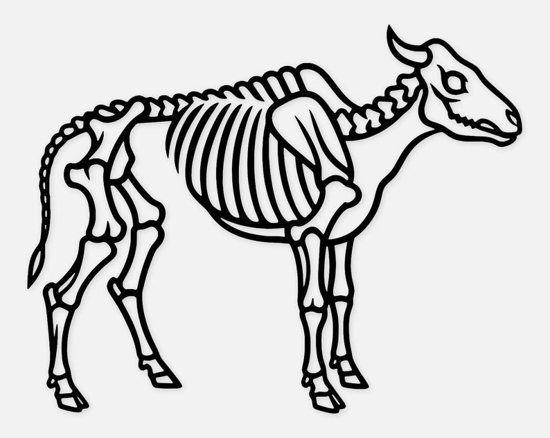Cow Skeleton Line Drawing Cow Skeleton Outline Svg Png: Clean Black and White for Cricut Projects ...