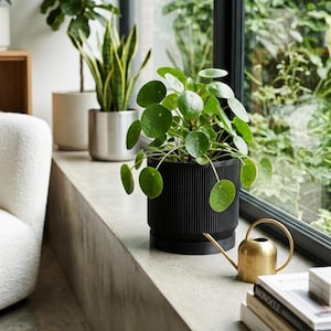 May include: A Pilea peperomioides plant with round, green leaves sits in a black, vertically ribbed cylindrical pot. Beside it is a small, metallic gold watering can with a long, thin spout, positioned near a stack of books.