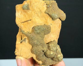 May include: A raw mineral specimen featuring a textured, golden-yellow ochre matrix embedded with clusters of metallic, brassy pyrite crystals. The specimen displays irregular, organic formations across its surface with varying crystalline structures.