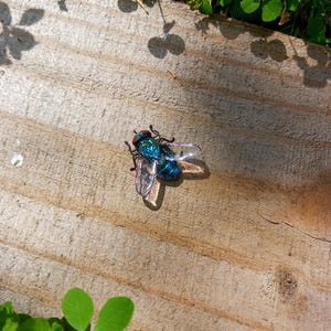 Realistic Handmade Clay & Wire House Fly Magnet image 9