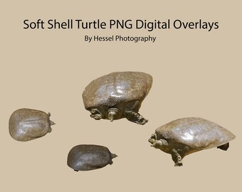 Shell Seashell PNG Digital Overlay Photoshop Overlays | Etsy