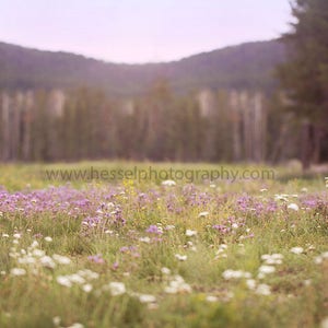 May include: A field of purple and white wildflowers in a meadow with a blurred background of trees and mountains.