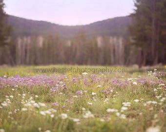Forest Flower Field Digital Background, flowers, forest, digital backdrop, photography backdrop, photography background, digital print