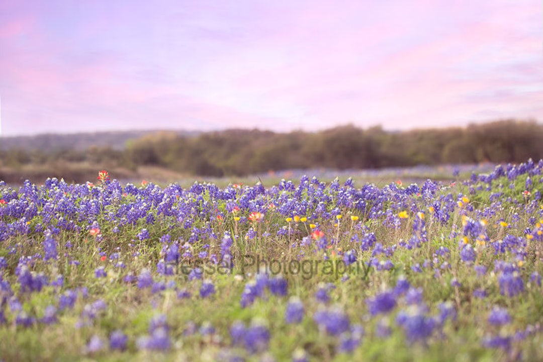 Flower Field Digital Background Field Digital Etsy