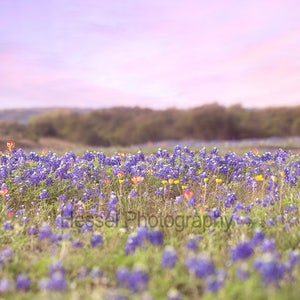 Flower Field Digital Background, bluebonnet field, digital backdrop, photography backdrop, photography background, digital print