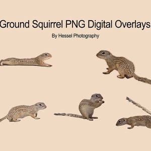 Squirrel PNG digital Overlay, photoshop overlays, squirrel stock, digital squirrel, png, overlays, photo overlay, photoshop, ground squirrel