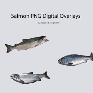 Fish PNG digital Overlay, photoshop overlays, salmon stock, digital fish, png, overlays, photo overlay, photoshop, fish, salmon, photoshop