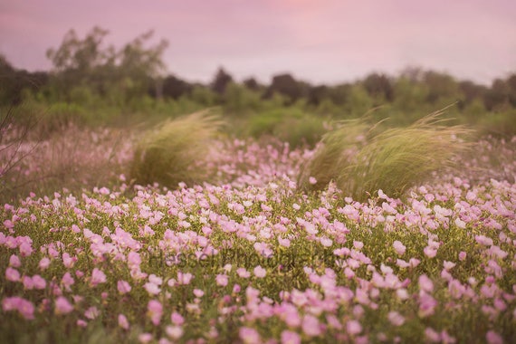 Flower Field Digital Background Spring Flower Field Digital Etsy