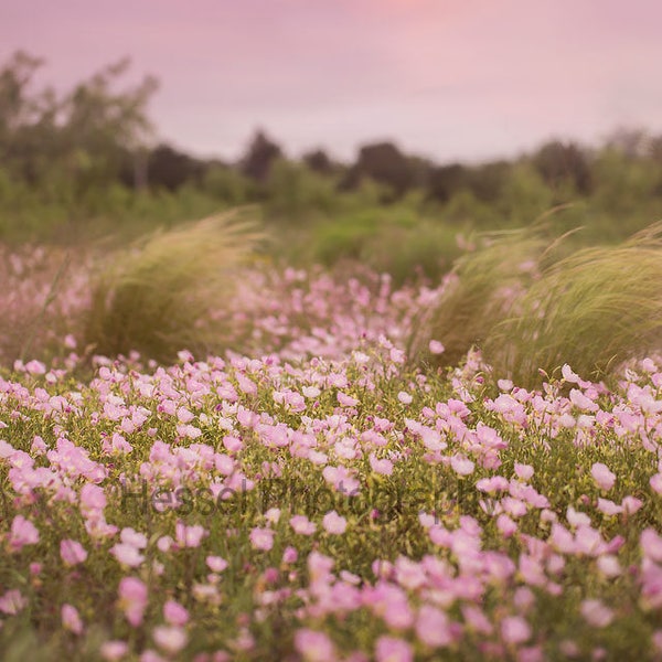 Flower Field Digital Background, spring flower field, digital backdrop, photography backdrop, photography background, digital print