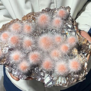 May include: A large rock with a cluster of pink and white fuzzy cactus plants growing on it.