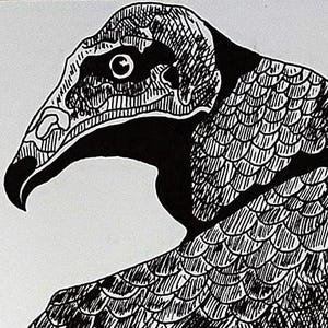 Illustrazione di avvoltoio tacchino